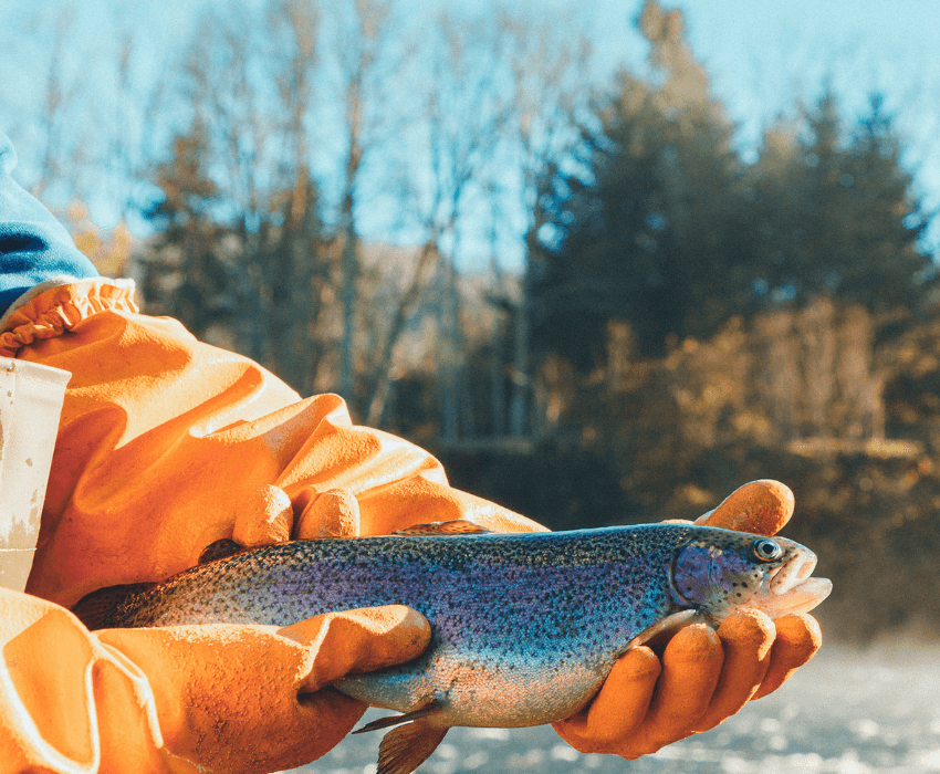 Entre Ríos — 100% natural rainbow trout